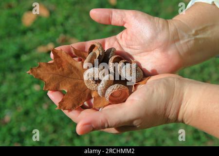 The photo shows a hat from oak acorns on open palms close-up. Stock Photo