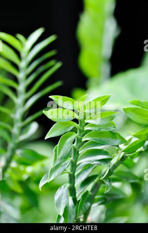 Euphorbia tithymaloides, euphorbiaceae or Homalocladium platycladum or Muchlenbeckia platyclada Meissn or Muehlenbeckia platyclada or POLYGONACEAE or Stock Photo