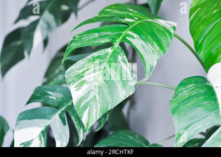 Pinnatum hi-res stock photography and images - Page 3 - Alamy