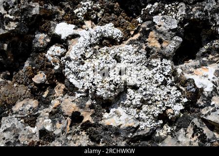 Squamarina lentigera is a squamulose lichen that grows on calcareous rocks. This photo was taken in Serranía de Cuenca, Castilla-La Mancha, Spain. Stock Photo
