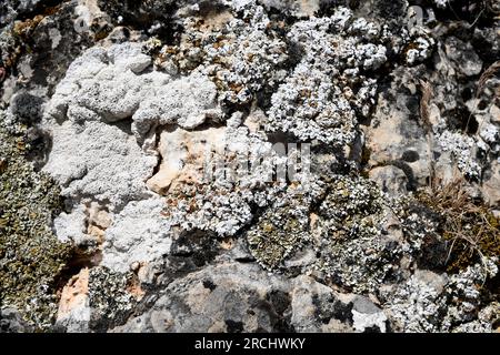 Squamarina lentigera (grey) and Squamarina cartilaginea (greenish) are a squamulose lichens that grows on calcareous rocks. This photo was taken in Se Stock Photo