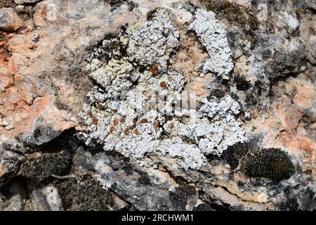 Squamarina lentigera is a squamulose lichen. This photo was taken in Serranía de Cuenca, Castilla-La Mancha, Spain. Stock Photo