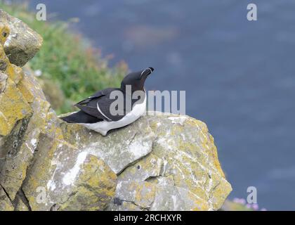 Razorbill (Alca torda) sitting on the cliffs at Sumburgh Head RSPB Reserve. Stock Photo