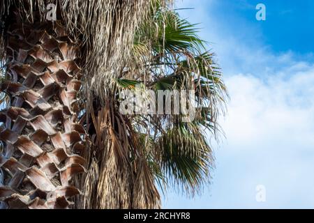 Abstract Palm Bark Texture. Fibrous Palm Tree Trunk Surface Closeup. Palm Tree Bark. Stock Photo