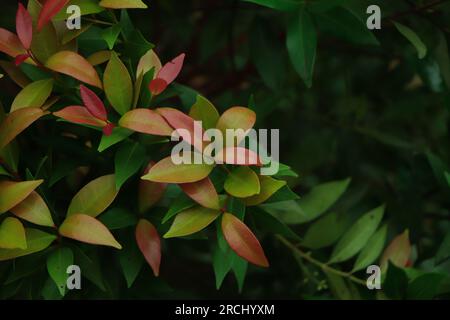 Syzygium australe plant, commonly called Brush Cherry or Scrub Cherry, is a rainforest tree native to eastern Australia Stock Photo