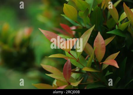 Syzygium australe plant, commonly called Brush Cherry or Scrub Cherry, is a rainforest tree native to eastern Australia Stock Photo