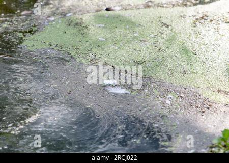 Dorney, Buckinghamshire, UK. 2nd July, 2023. Pollution on Roundmoor Ditch. Floodwater remains on Dorney Common much to the frustration of villagers living in Colenorton Crescent in nearby Eton Wick. Villagers report that they are getting a 'sewage stench' particularly in the evenings. Thames Water are allowed to discharge into Roundmoor Ditch next to the common, however, there Event Duration Monitoring shows that the last discharge into Roundmoor Ditch was in January. Some of the floodwater is now beginning to subside but it has been particularly bad in the past weeks despite there having been Stock Photo