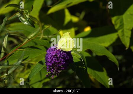 Brimstone butterfly sits on a purple branch - Stock Photo