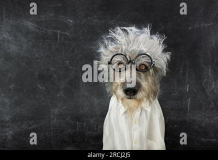 Back to school concept. Dog celebrating carnival, hallowen dressed as einstein. intelligent. Isolated on black chalkboard. Stock Photo