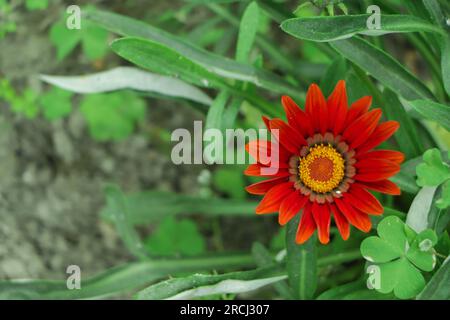Colorful Gazania linearis flowers, close up. Gazania is ornamental flowering plant in the Asteraceae family. They produce large, attractive, daisy-lik Stock Photo