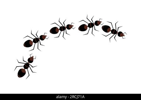 Line of ants isolated. Insect trail. Ant column. Home pest or parasite control concept. Top view of bugs road marching in line row.Vector illustration Stock Vector