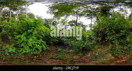 360 degree panoramic view of Rainforest in the Sri Lanka. 360-Degree view.