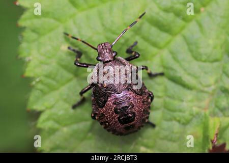 Red Legged Shieldbug Mid Instar Stock Photo