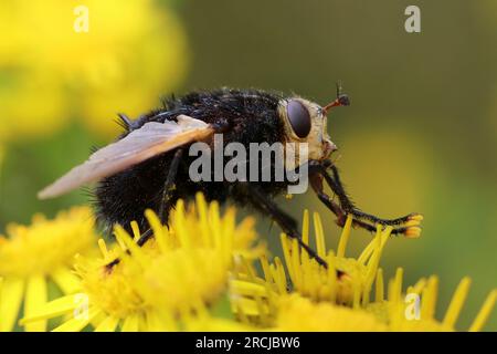Giant tachinid fly (Tachina grossa) feeding on a hemp-agrimony flower ...