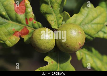 Marble Gall On Penduculate Oak Tree Caused By The Gall Wasp Andricus kollari Stock Photo