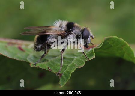 Ashy Mining Bee (Andrena cineraria) Stock Photo