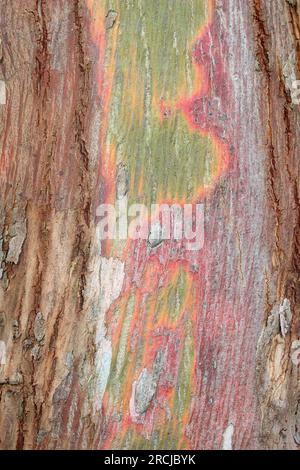 Cider Gum Eucalyptus gunnii Bark Stock Photo