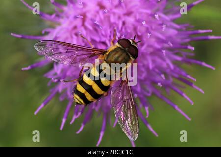 Hoverfly Syrphus ribesii Feeding On Flower Stock Photo