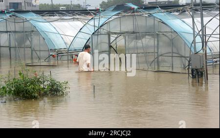 (230715) -- SEOUL, July 15, 2023 (Xinhua) -- A farmer inspects a flooded greenhouse in Wanju county of North Jeolla Province, South Korea, July 15, 2023. Heavy rains in South Korea had left at least seven people dead, three missing and seven others injured, Yonhap news agency said Saturday citing relevant authorities. (NEWSIS via Xinhua) Stock Photo