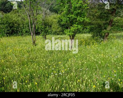 Natural intimate landscape demonstrating the colours, patterns and textures in the found environment Stock Photo