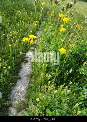 Natural intimate landscape demonstrating the colours, patterns and textures in the found environment Stock Photo