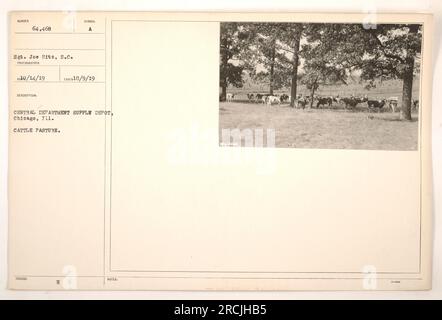 Sgt. Joe Hitz of the Central Department Supply Depot in Chicago, Illinois, took this photograph of a cattle pasture at the depot. The image was captured on October 9, 1919, and is marked with the identification number 064468. Stock Photo