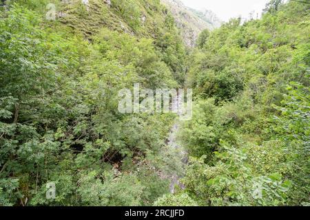 Deciduous forest in spring in the Los Beyos gorge Stock Photo