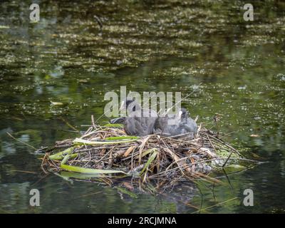 Eurasian coot chicks on nest in pond, UK. Fulica atra. Stock Photo