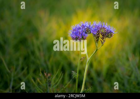 A scorpionweed (Phacelia tanacetifolia) in the evening light. Blurred background with a sunspot. Stock Photo