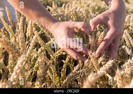 Male, strong hands are folded in the form of a heart in a field with ripe ears of wheat. Stock Photo