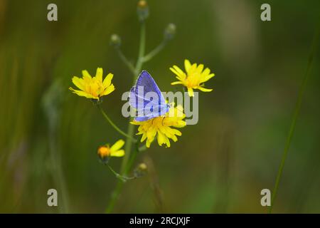 Common Blue Polyommatus icarus butterfly Stock Photo