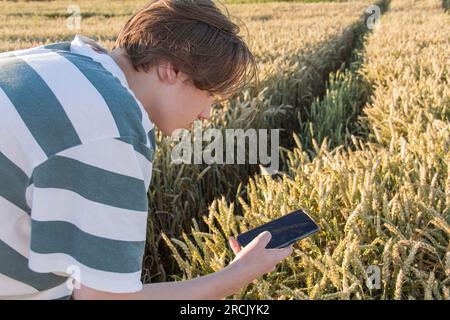 The hand of a young man with a mobile phone who is photographing an ear of wheat in a field Stock Photo