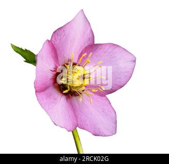 Macro of an isolated lenten rose blossom Stock Photo