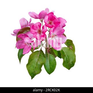 Macro of isolated pink blossoms of an apple tree Stock Photo