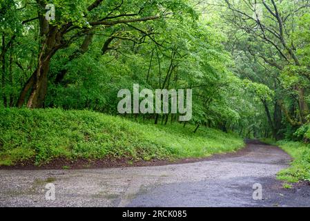 Forest. Landscape. Springtime in forest after raining. With Sustainable and Renewable Energy, Nature is Always Clean, Springtime in forest after raini Stock Photo