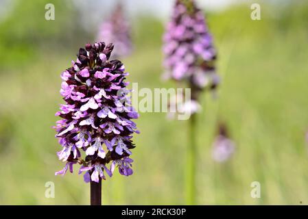 Lady Orchid in the Early Spring Stock Photo