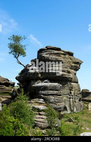 Tree growing out of rock, Brimham Rocks, Harrogate, North Yorkshire, England, UK Stock Photo