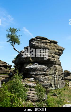 Uk Forest Rocks Tree growing out of rock, Brimham Rocks, Harrogate, North Yorkshire ...