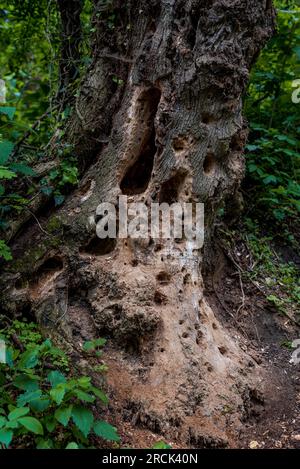 Hollowed-out woodpecker dry tree. Holes in the trunk of a dry tree bored by feeding woodpecker. Stock Photo