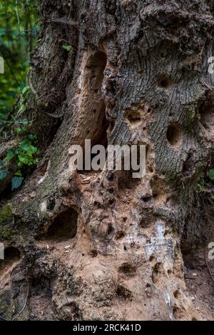 Hollowed-out woodpecker dry tree. Holes in the trunk of a dry tree bored by feeding woodpecker. Stock Photo
