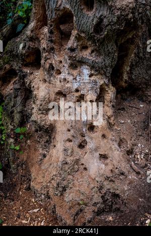 Hollowed-out woodpecker dry tree. Holes in the trunk of a dry tree bored by feeding woodpecker. Stock Photo