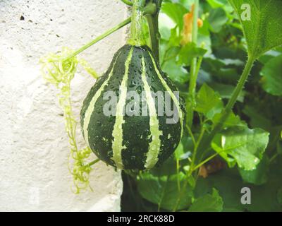 Squash growing in a home garden, with vines in the background. Stock Photo