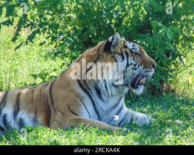 Siberian tiger at the Oradea Zoo, Romania Stock Photo