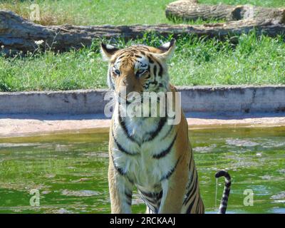 Siberian tiger at the Oradea Zoo, Romania Stock Photo