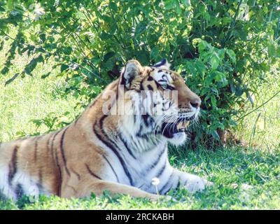 Siberian tiger at the Oradea Zoo, Romania Stock Photo