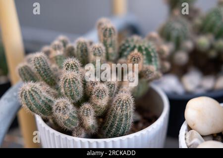 Small cactus in pot with pebble, located in the garden outside of the house Stock Photo