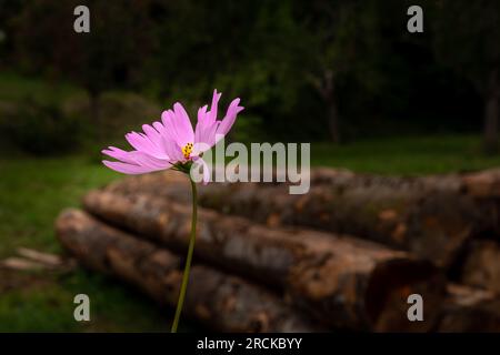 Pink meadow flower in spotlight, stacked tree trunks in dark blurred background Stock Photo