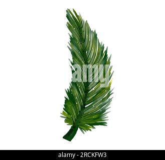 Palm leaves. Watercolor painting on white background.Isolate Stock Photo