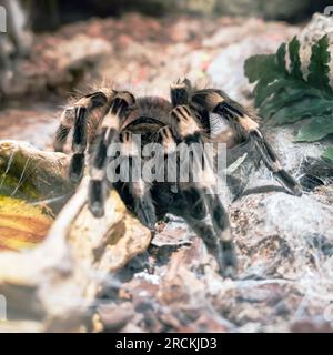 Burgundy Goliath Bird Eater (Theraphosa stirmi) Theraphosa Tarantula are World Biggest Spider species. Stock Photo