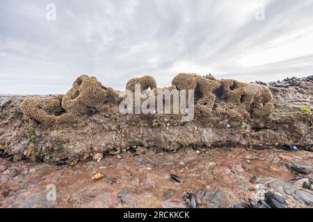 Honeycomb worm, Sabellaria alveolata, Kenfig beach, Wales, UK Stock Photo